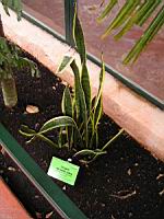 Langue de belle-mere - Sanseviera trifasciata Laurentii (fam Agavacees) (01) (Photo F. Mrugala)